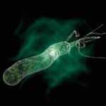 [cml_media_alt id='141']výskyt helikobakter pylori[/cml_media_alt]