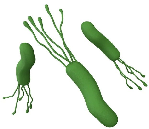 Helikobakter pylori portál